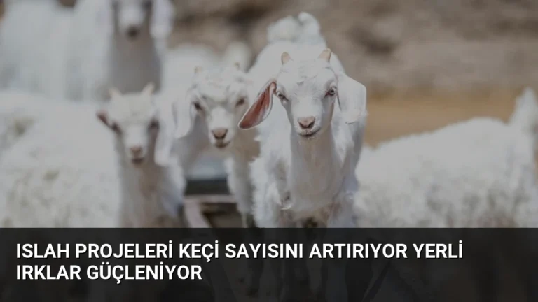 Islah Projeleri Keçi Sayısını Artırıyor Yerli Irklar Güçleniyor