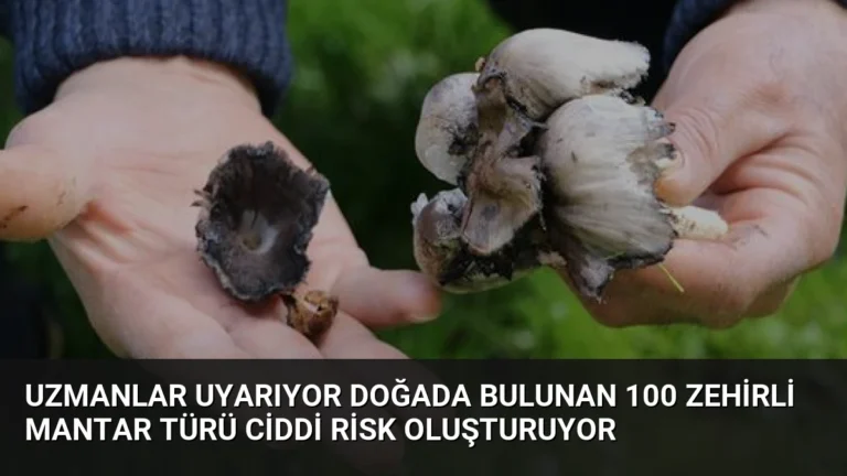 Uzmanlar Uyarıyor Doğada Bulunan 100 Zehirli Mantar Türü Ciddi Risk Oluşturuyor