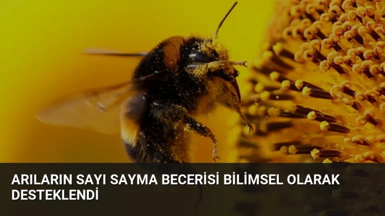 Arıların Sayı Sayma Becerisi Bilimsel Olarak Desteklendi
