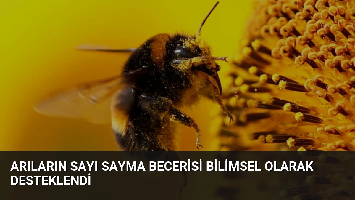 Arıların Sayı Sayma Becerisi Bilimsel Olarak Desteklendi