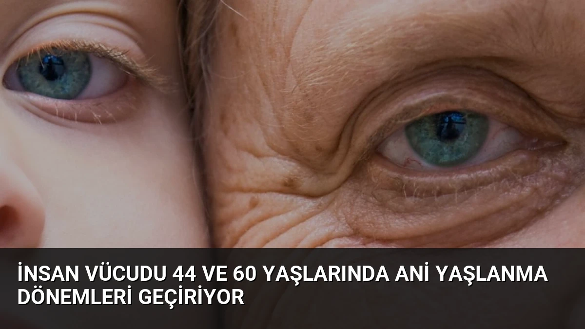 İnsan Vücudu 44 ve 60 Yaşlarında Ani Yaşlanma Dönemleri Geçiriyor