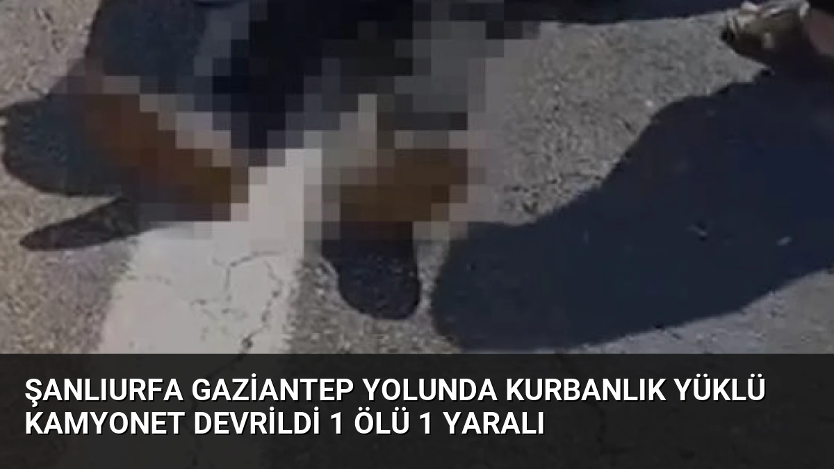 Şanlıurfa Gaziantep Yolunda Kurbanlık Yüklü Kamyonet Devrildi 1 Ölü 1 Yaralı