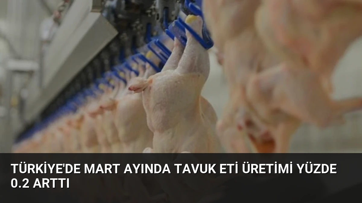 Türkiye’de Mart Ayında Tavuk Eti Üretimi Yüzde 0.2 Arttı