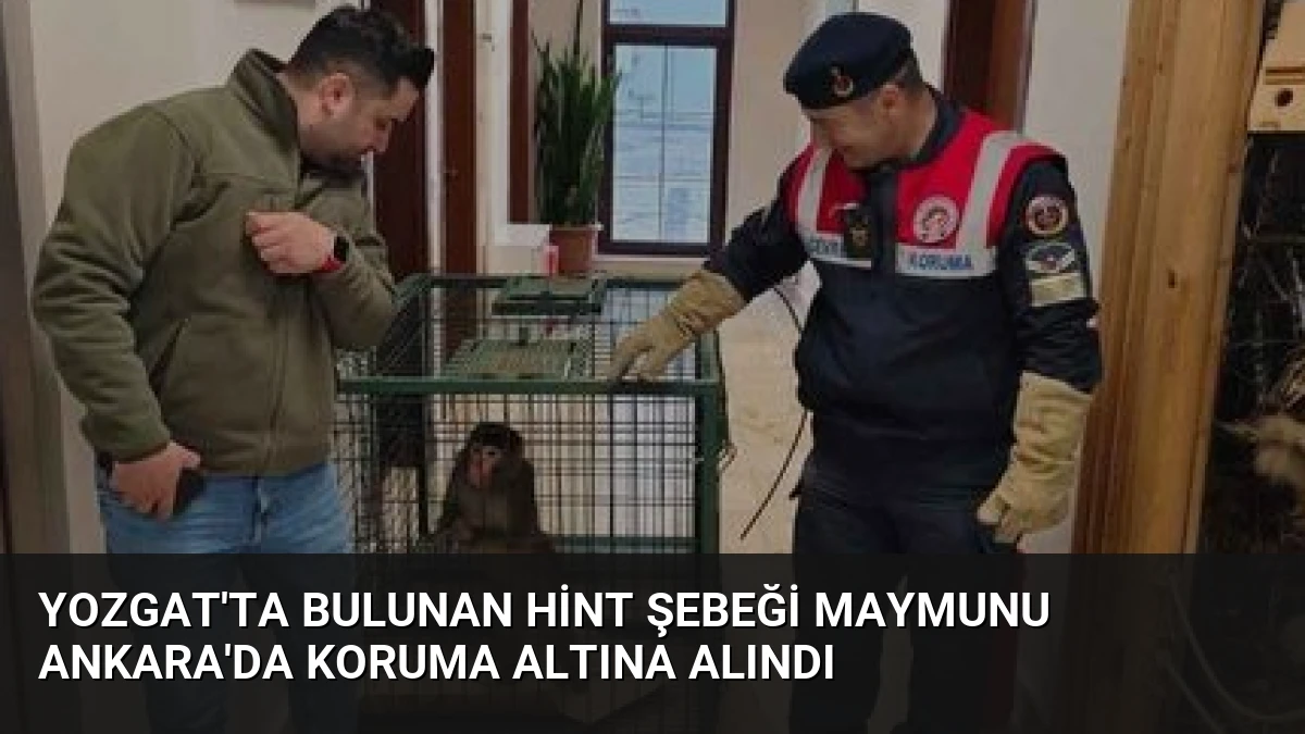 Yozgat’ta Bulunan Hint Şebeği Maymunu Ankara’da Koruma Altına Alındı
