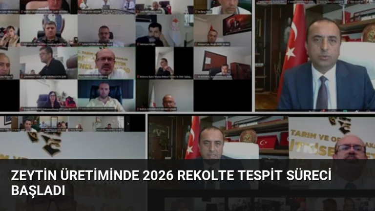 Zeytin Üretiminde 2026 Rekolte Tespit Süreci Başladı